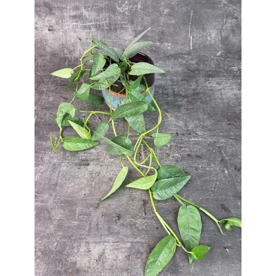 Epipremnum Cebu Blue 12 cm