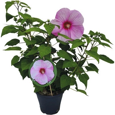 Ibištek bahenný svetloružový Hibiscus moscheutos Extreme V 50-60 cm kvetináč 5 l