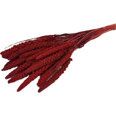Setárie sušená vínová (Setaria Italica), svazek 150g