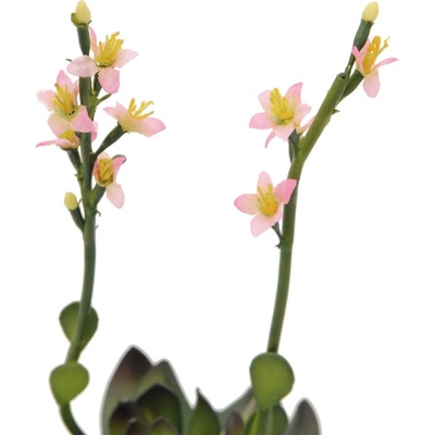 Skalní růže světle růžová, 32 cm