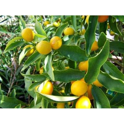 Citrónovník japonský (Citrus junos) ´YUZU´ - výška 20-30 cm, kont. C2L