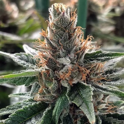 Ministry of Cannabis God's Glue semena neobsahují THC 5 ks