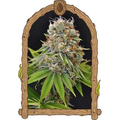 Exotic Seed Sugar Larry semienka neobsahujú THC 3 ks
