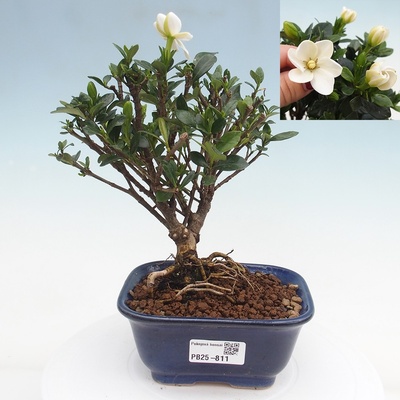 e-bonsai Pokojová bonsai - Gardenia jasminoides-Gardenie