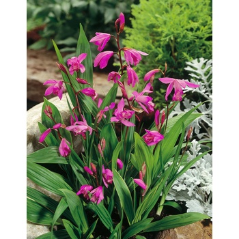Orchidej vzpřímená 'Striata pink' 1 ks