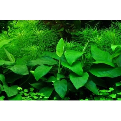 Anubias Nana Large
