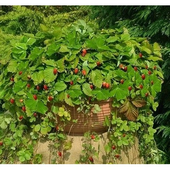 Image 1 of Seklos Ягоди Алпийски Атила Fragaria vesca
