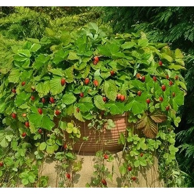 Seklos Ягоди Алпийски Атила Fragaria vesca