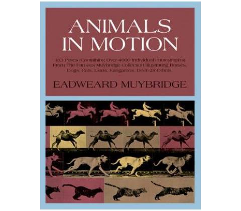 Animals in Motion