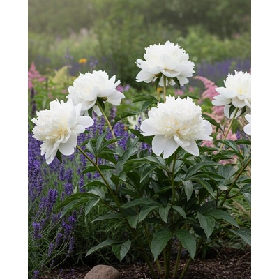 Pivoňka 'White Elegance' v květináči
