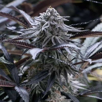 GrapeSilent Seeds Juice semienka neobsahujú THC 3 ks
