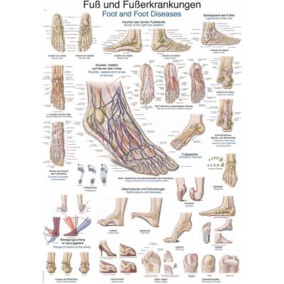 Schéma - anatomie nohy a její nemoci Papír bez lišty