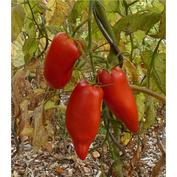 BIO Paradajka Andine Cornue - Solanum lycopersicum - bio semená paradajky - 8 ks