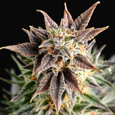 Kannabia Seeds Big Band semienka neobsahujú THC 100 ks