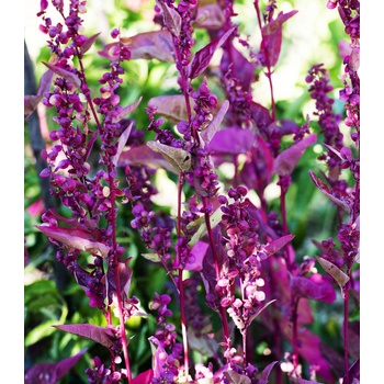 Lebeda záhradná Scarlet - Atriplex hortensis - semiačka - 60 ks
