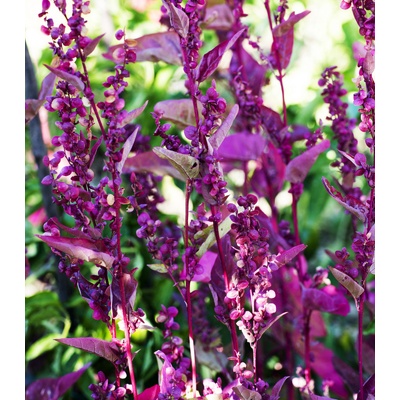 Lebeda záhradná Scarlet - Atriplex hortensis - semiačka - 60 ks