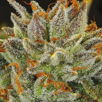 Anesia Seeds Fat Monkey Auto Semienka neobsahujú THC 10 ks