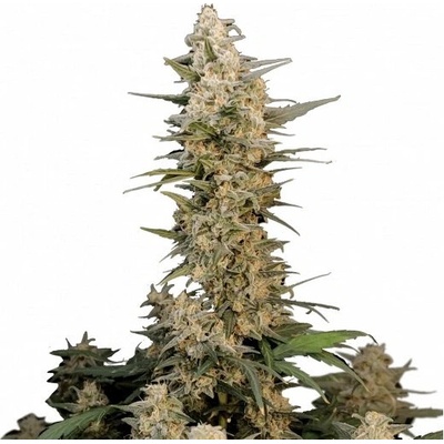 Fastbuds Original Auto Critical semienka neobsahujú THC 100 ks