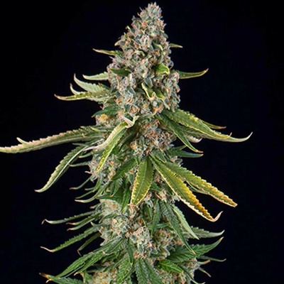 Spliff Seeds Zkittlez Auto semienka neobsahujú THC 3 ks