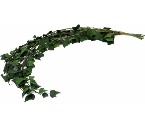 Stabilizovaný brečtan
