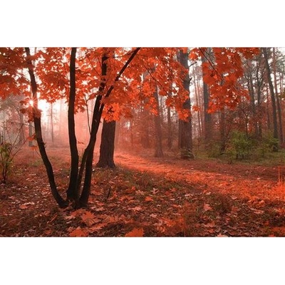 Dimex MS-5-0095 vliesová fototapeta na zeď Les v mlze rozměry 375 x 250 cm