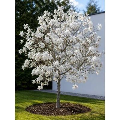 Magnólia hviezdicokvetá (Magnolia stellata) ´ROYAL STAR´ - výška 50-70 cm, kont. C3L