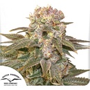 Dutch Passion C-Vibez semena neobsahují THC 10 ks