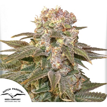 Dutch Passion C-Vibez semena neobsahují THC 10 ks