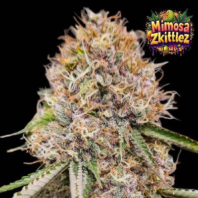 Ganja Farmer Mimosa Zkittlez Fast semienka neobsahujú THC 5 ks