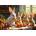 Alipson Puzzle - Puzzle The Little Rabbits' Feast - 1 000 piese