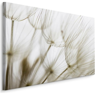Plátno Odkvétající Pampeliška III. Varianta: 90x60
