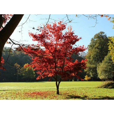 Javor dlaňovitolistý Atropurpureum, výška 30-40 cm, kvetináč 10,5 cm