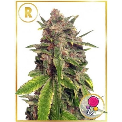 Mr. Hide Seeds Mr. Big Candy regular semena neobsahují THC 15 ks