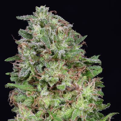 Don Avalanche Seeds Don White Widow semena neobsahují THC 5 ks