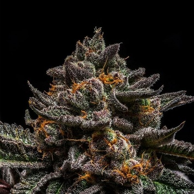 Ripper Seeds Brain Cake semienka neobsahujú THC 3 ks