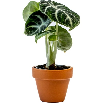 Gardners Alocasia Black Velvet, průměr 6 cm Alokásie, Alokázie