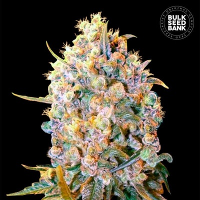 Bulk Seed Bank Bigger Bud semienka neobsahujú THC 100 ks