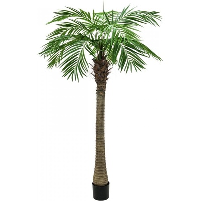 Phoenix palma Luxor, 240 cm
