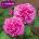 David Austin® Щамбова Роза Gertrude Jekyll® - David Austin®