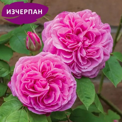 David Austin® Щамбова Роза Gertrude Jekyll® - David Austin®