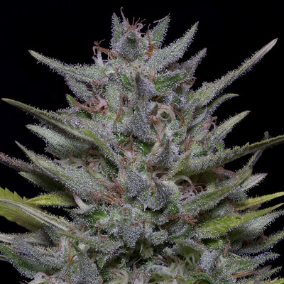 Big Head Seeds Trippy Pebbles semienka neobsahujú THC 10 ks
