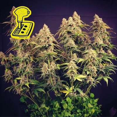 Seedsman Lemon semienka neobsahujú THC 1 ks
