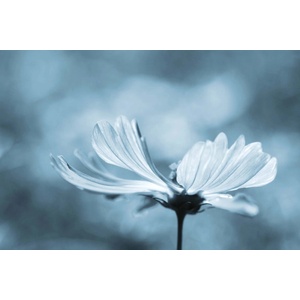 DIMEX ART Флизелинов фототапет детайл от метличина 375 x 250 см
