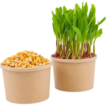 TINY GREENS Kukurica - BIO semienka na klíčenie a microgreens