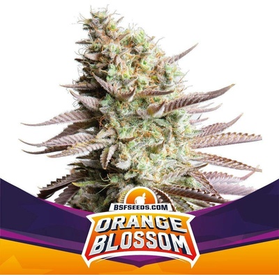 BSF Seeds Orange Blossom semena neobsahují THC 4 ks