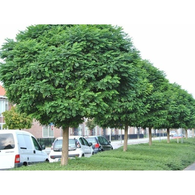 Agát biely Umbraculifera na 110-120cm kmeni, výška 180-200cm, obvod kmeňa 8-10cm, C25 l
