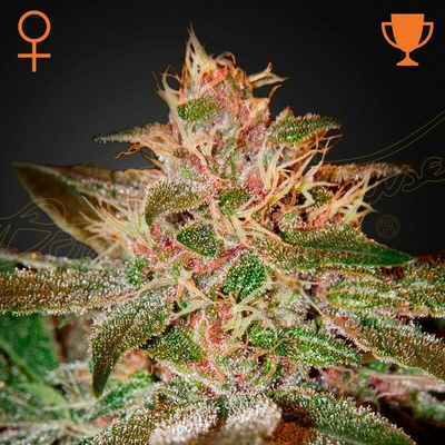 Green House Seed Pure Kush semienka neobsahujú THC 10 ks