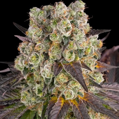 Barney's Farm Purple Punch x Lemon Drizzle semena neobsahují THC 10 ks