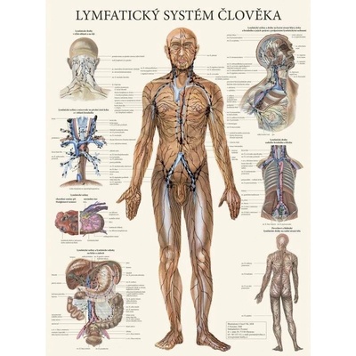 Plakát Lymfatický systém člověka 63x47cm – Zbozi.Blesk.cz