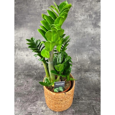 Zamioculcas Zamiifolia Zenzi 14 cm (Zmijovec vhodný do polostínu)